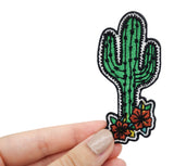 Frauenhand hält den grünen Kaktus Blumen Patch